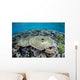Diverse Array Corals Grow Wall Decal Design 1