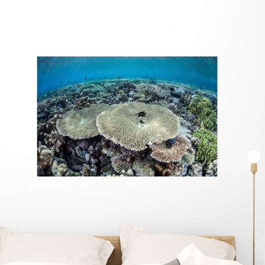 Diverse Array Corals Grow Wall Decal Design 1