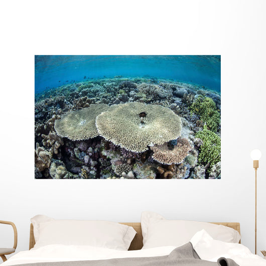Diverse Array Corals Grow Wall Decal Design 1