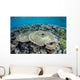 Diverse Array Corals Grow Wall Decal Design 1