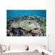Diverse Array Corals Grow Wall Decal Design 1