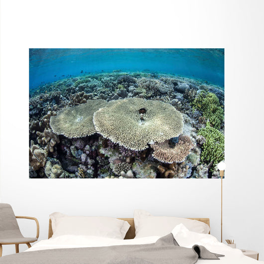 Diverse Array Corals Grow Wall Decal Design 1
