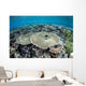 Diverse Array Corals Grow Wall Decal Design 1