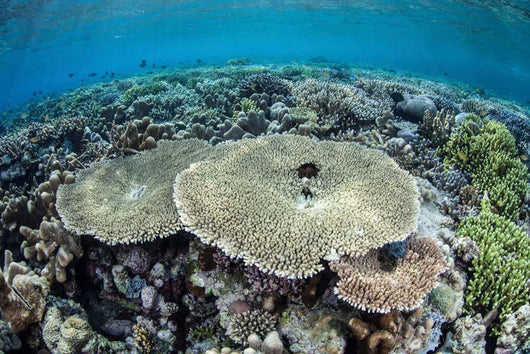 Diverse Array Corals Grow Wall Decal Design 1