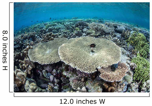 Diverse Array Corals Grow Wall Decal Design 1