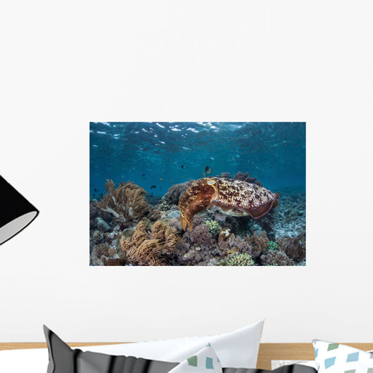 Broadclub Cuttlefish Swims above Wall Decal Design 2