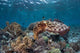 Broadclub Cuttlefish Swims above Wall Decal Design 2
