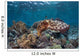 Broadclub Cuttlefish Swims above Wall Decal Design 2