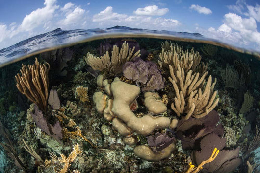 Gorgonians and Reef-building Corals Wall Decal Design 2
