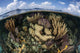 Gorgonians and Reef-building Corals Wall Decal Design 2