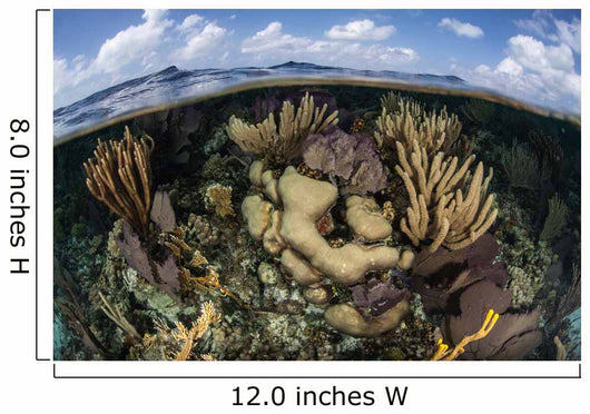 Gorgonians and Reef-building Corals Wall Decal Design 2