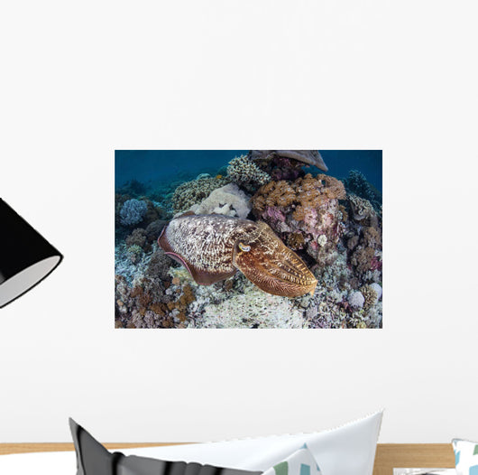 Broadclub Cuttlefish Swims above Wall Decal Design 1