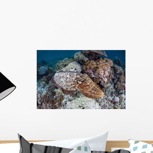 Broadclub Cuttlefish Swims above Wall Decal Design 1