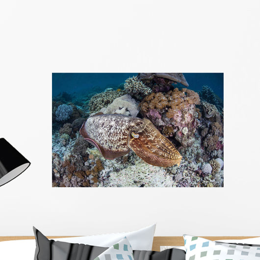 Broadclub Cuttlefish Swims above Wall Decal Design 1