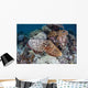 Broadclub Cuttlefish Swims above Wall Decal Design 1