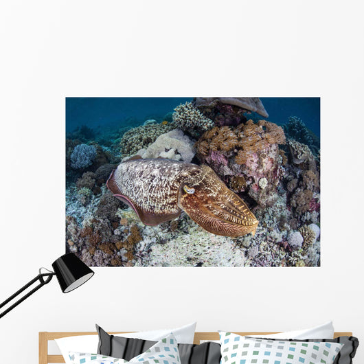 Broadclub Cuttlefish Swims above Wall Decal Design 1