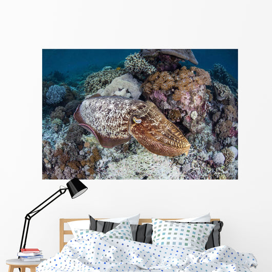 Broadclub Cuttlefish Swims above Wall Decal Design 1