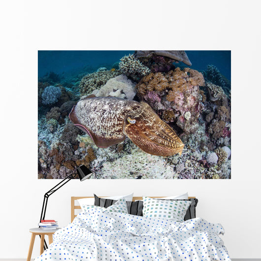 Broadclub Cuttlefish Swims above Wall Decal Design 1