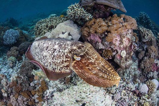 Broadclub Cuttlefish Swims above Wall Decal Design 1