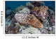 Broadclub Cuttlefish Swims above Wall Decal Design 1