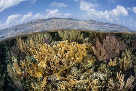 Gorgonians and Reef-building Corals Wall Decal Design 1