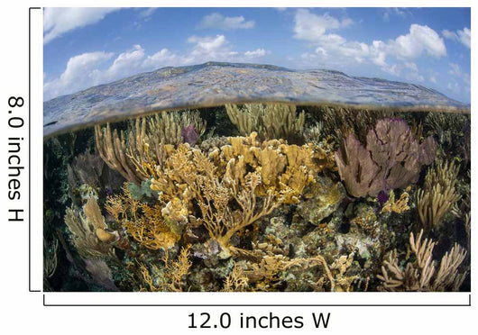 Gorgonians and Reef-building Corals Wall Decal Design 1