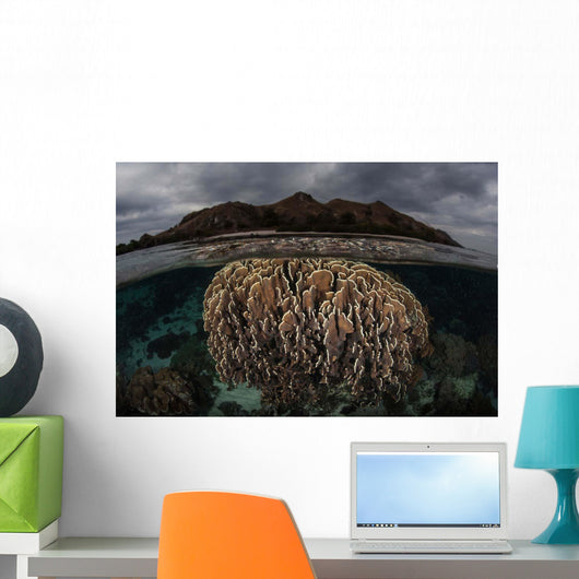 Fragile Corals Grow Komodo Wall Decal