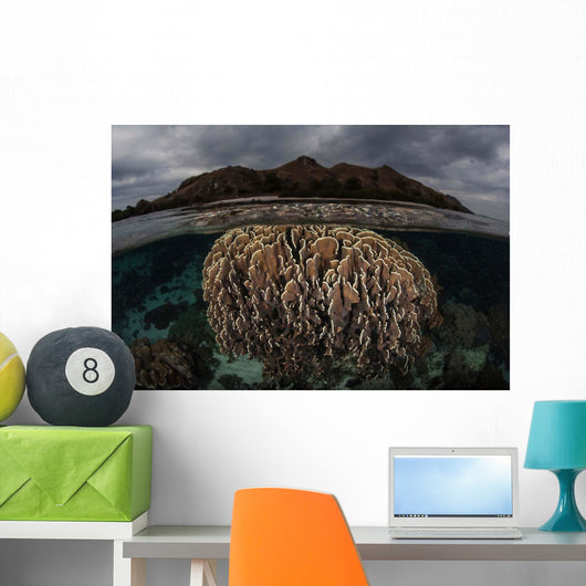 Fragile Corals Grow Komodo Wall Decal