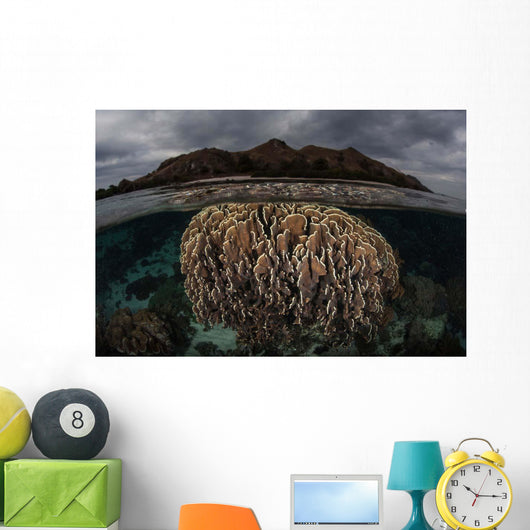 Fragile Corals Grow Komodo Wall Decal