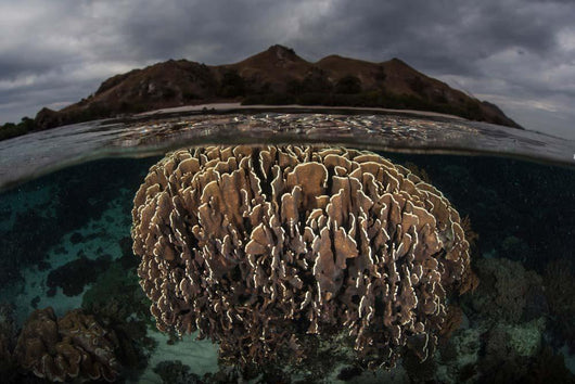 Fragile Corals Grow Komodo Wall Decal