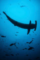 Scalloped Hammerhead Shark Swims Wall Decal