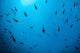 Scalloped Hammerhead Sharks Swim Wall Decal
