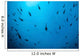 Scalloped Hammerhead Sharks Swim Wall Decal