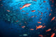 Schooling Fish Swim near Wall Decal