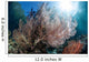 Sunlight Illuminates Large Gorgonian Wall Decal Design 3