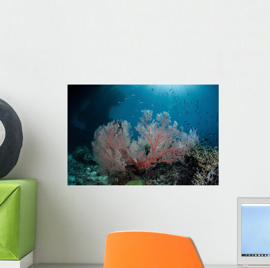 Sunlight Illuminates Large Gorgonian Wall Decal Design 2