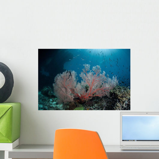 Sunlight Illuminates Large Gorgonian Wall Decal Design 2