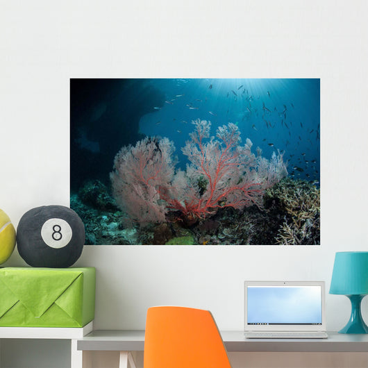 Sunlight Illuminates Large Gorgonian Wall Decal Design 2