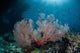 Sunlight Illuminates Large Gorgonian Wall Decal Design 2