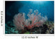 Sunlight Illuminates Large Gorgonian Wall Decal Design 2