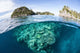 Beautiful Coral Reef Grows Wall Decal Design 2