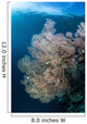 Sunlight Illuminates Large Gorgonian Wall Decal Design 1