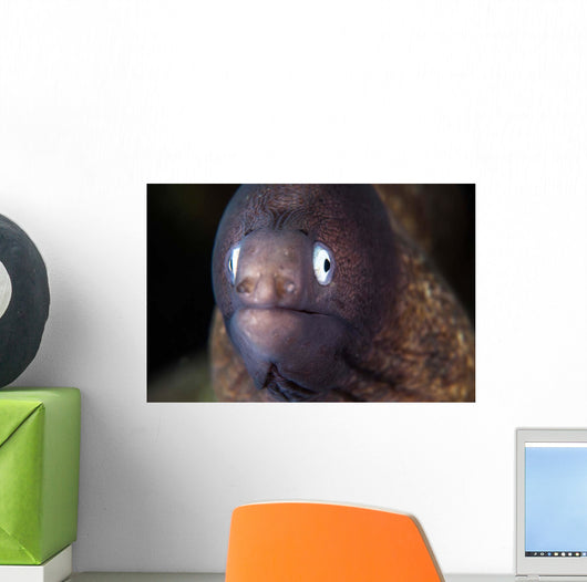 White-eyed Moray Eel Wall Decal Design 2