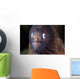 White-eyed Moray Eel Wall Decal Design 2