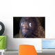 White-eyed Moray Eel Wall Decal Design 2