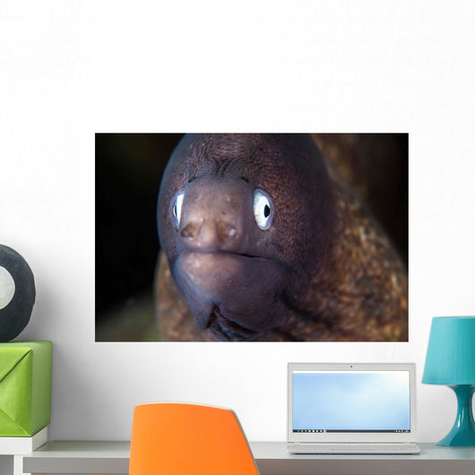 White-eyed Moray Eel Wall Decal Design 2