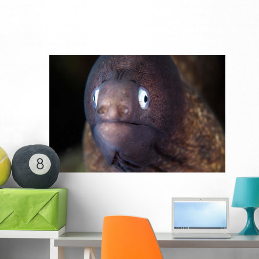 White-eyed Moray Eel Wall Decal Design 2