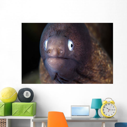 White-eyed Moray Eel Wall Decal Design 2