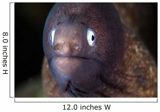White-eyed Moray Eel Wall Decal Design 2
