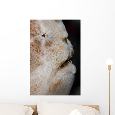 Eye Giant Frogfish Wall Decal Design 2 shown on a wall